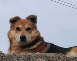 CANE UCCISO CON UN PETARDO IN BOCCA, IL POPOLO DEL WEB CHIEDE GIUSTIZIA