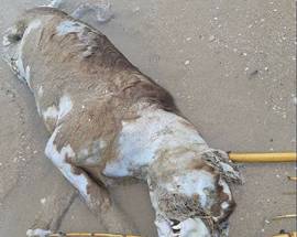 SILVI MARINA: CARCASSA DI CANE DA COMBATTIMENTO TROVATA IN SPIAGGIA