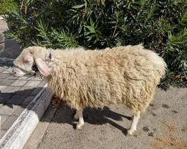 MONTONE A SPASSO PER PESCARA, CATTURATO E RESTITUITO AL PROPRIETARIO