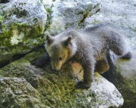 PARCO D’ABRUZZO, L’ORSA MORENA COMPIE UN ANNO E TORNA IN LIBERTA’