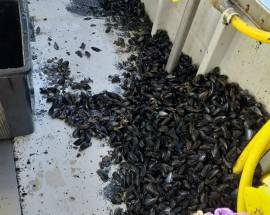 MORIA DI COZZE NELLA COSTA DEI TRABOCCHI: DRAMMA DEGLI OPERATORI