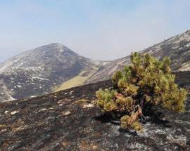 INCENDI: PRESIDENTE CORTE D’APPELLO, ”MANO CRIMINALE E SCIATTERIA”