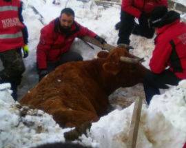 TERREMOTO: COLDIRETTI, IN LOMBARDIA POSTI PER ANIMALI SFOLLATI