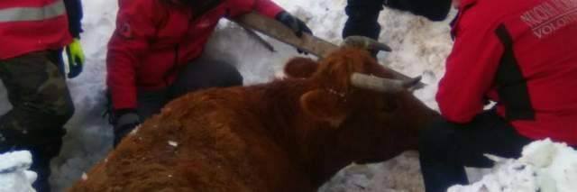 MALTEMPO: CAPANNONE CROLLATO A CAMPOTOSTO, EMERGENZA ANIMALI