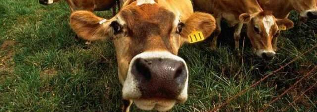 TUBERCOLOSI BOVINA: ALLEVATORI INFEROCITI ”SONO GLI ANIMALI SELVATICI QUELLI INFETTI”