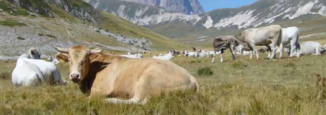 PASCOLI: COLDIRETTI, ”LEGGE ABRUZZESE GIUSTA, VA DIFESA DA ATTACCHI”