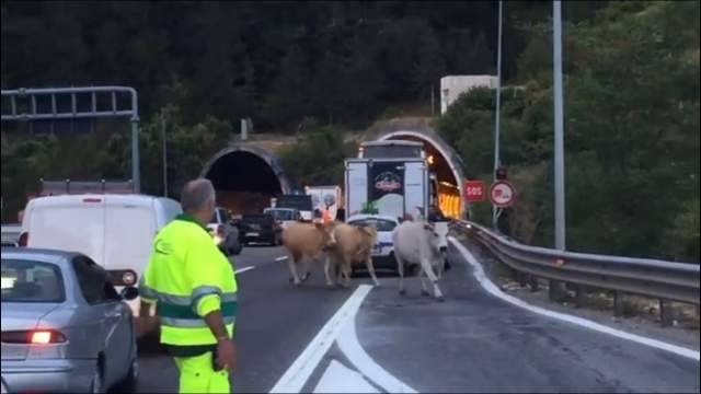 MUCCHE A SPASSO SULL’A24, TRAFFICO BLOCCATO PRIMA DELLA GALLERIA SAN ROCCO