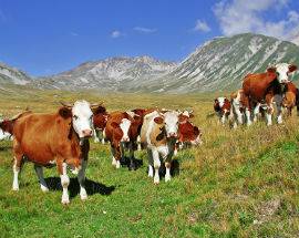 TESSITURA, ESCURSIONI E RICETTE ALLA SCOPERTA DEL PARCO GRAN SASSO