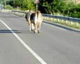 AVEZZANO: BICI CONTRO BOVINO, INDAGINE PER OMICIDIO COLPOSO