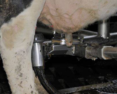 TAGLIACOZZO: COOPERATIVA SPERIMENTA MUNGITURA MUCCHE CON ROBOT