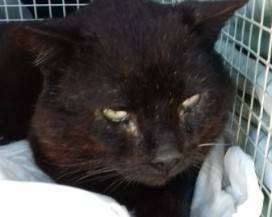 MONTEREALE: GATTO IMPALLINATO CON FUCILE, APPELLO PER SPESE DELLE CURE