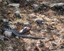 BARREA: SERPENTE SULLE SPONDE DEL LAGO, IL VIDEO DIVENTA VIRALE SUI SOCIAL