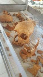 NECROPOLI ONNA: SCOPERTA MUMMIA DI UN UOMO AFFETTO DA RARA MALATTIA