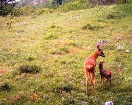 GIORNATA OASI WWF: IN ABRUZZO 5 AREE APERTE GRATUITAMENTE AL PUBBLICO