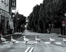 OCHE ATTRAVERSANO LA STRADA COME I BEATLES SULLE STRISCE ABBEY ROAD, FOTO VIRALE IN VERSILIA