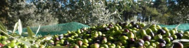 OLIO ITALICO: I PRODUTTORI INSORGONO CONTRO LA MINACCIA AL MADE IN ITALY
