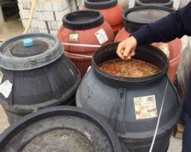 OLIVE ”VERNICIATE” CON IL SOLFATO DI RAME, MAXI SEQUESTRO E DENUNCE