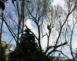 LORETO APRUTINO: RIQUALIFICATO IL GRANDE OLMO DEL CENTRO STORICO