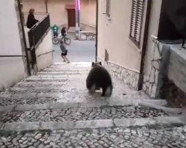 BISEGNA: SINDACO TORNA AL SUO POSTO E ANNULLA ORDINANZE ”ANTI ORSO”