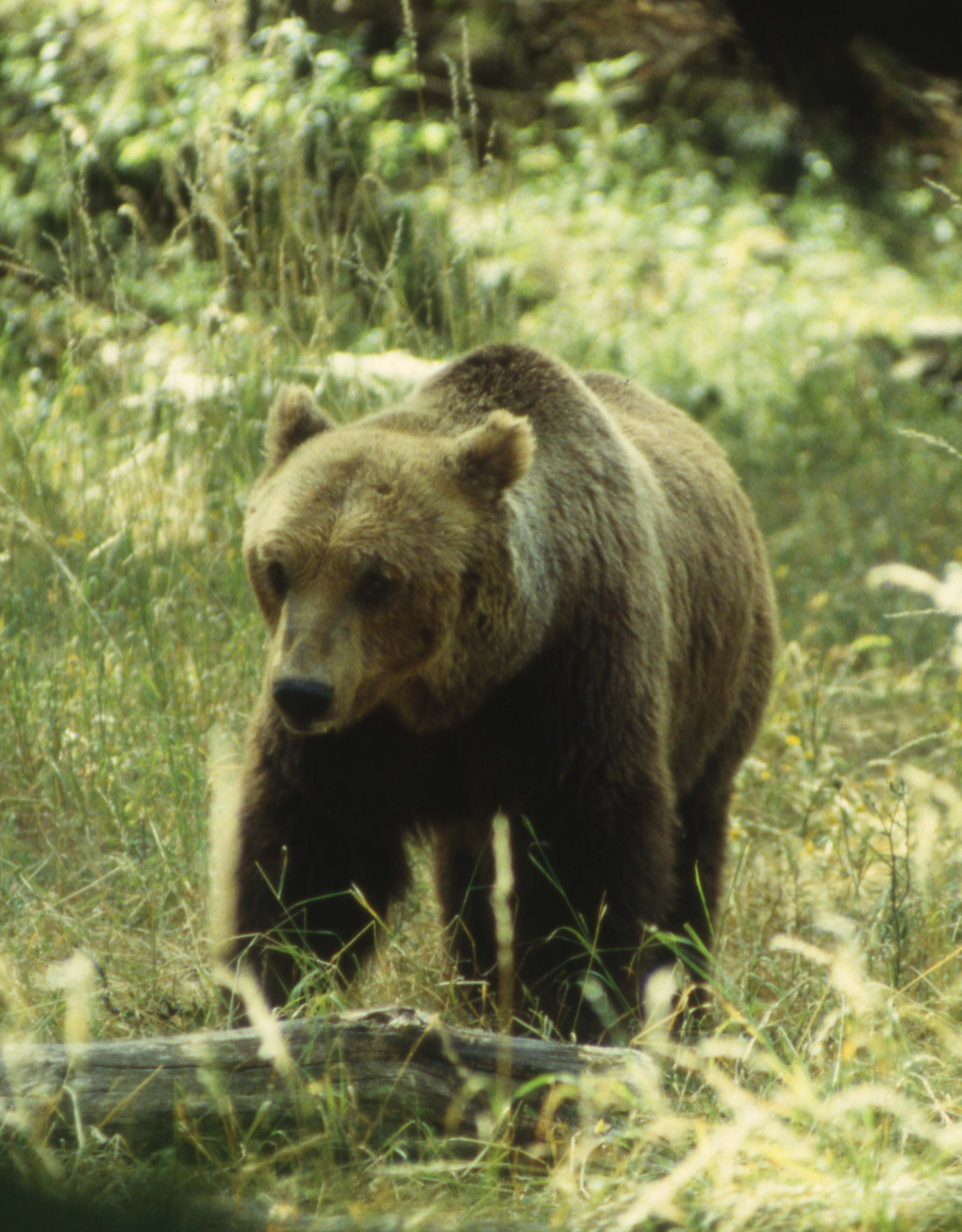 PARCO D’ABRUZZO: L’ORSA GEMMA E’ VIVA, SI E’ SFILATA IL COLLARE DA SE’