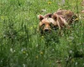 PETTORANO SUL GIZIO: ORSA PEPPINA TORNA A FARE STRAGE DI POLLI