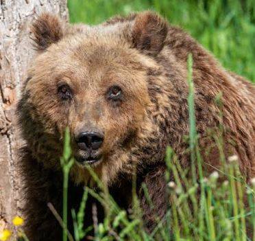 PARCO NAZIONALE: E’ MORTA A TRENTANNI L’ORSA YOGA  ‘UN SIMBOLO DELL’ABRUZZO”