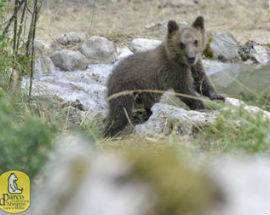PARCO NAZIONALE D’ABRUZZO: L’ORSETTA MORENA E’ FINALMENTE LIBERA
