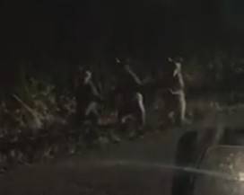 VILLETTA BARREA: ORSETTI A PASSEGGIO SI METTONO IN POSA PER TUTTI I CURIOSI