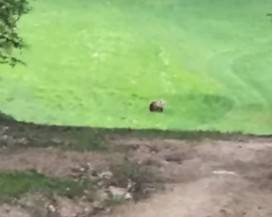 ”ORSO IN PIENO CENTRO A ROCCARASO”, IL VIDEO DIVENTA VIRALE SUI SOCIAL