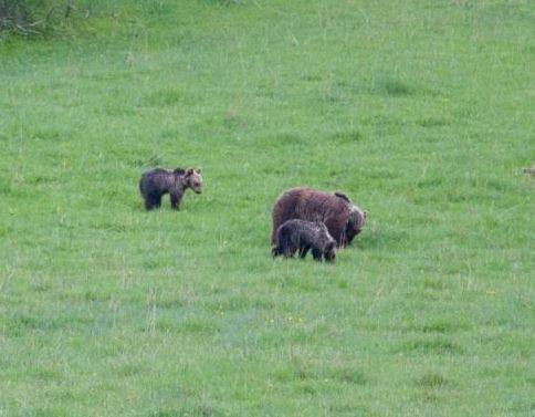 PNALM: UNO DEI TRE ORSETTI ANCORA DISPERSO, DOPO INSEGUIMENTO AUTO