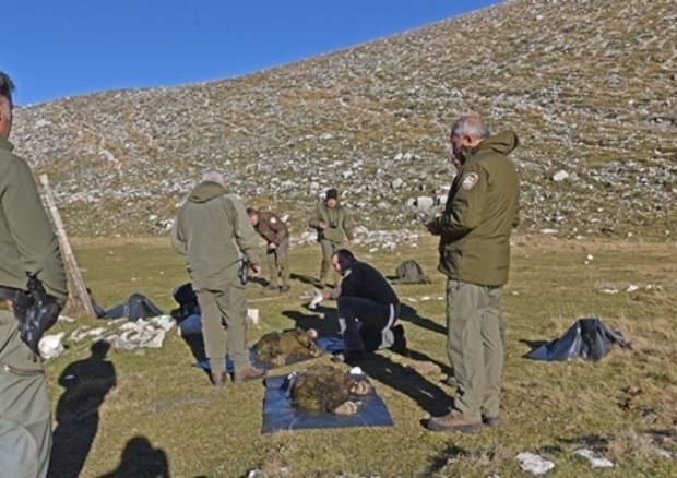 ORSI MORTI: CAI VILLAVALLELONGA, ”DOPO CASO DEL 2012 NESSUNO E’ INTERVENUTO”