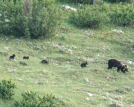 PARCO NAZIONALE D’ABRUZZO: MAMMA ORSA A SPASSO CON QUATTRO CUCCIOLI