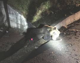 ORSO INVESTITO E UCCISO, MESI FA FERITO  DA PROIETTILE