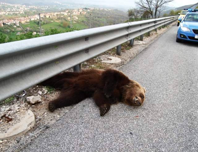 COLLELONGO: ORSO SBRANA VITELLO, COSPA CHIEDE RISARCIMENTI