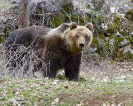 LECCE DEI MARSI: UN CAMPO DI ALIMENTAZIONE PER L’ORSO MARSICANO