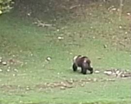 ORSO A PASSEGGIO AD ALFEDENA,  ESCURSIONISTA SCATTA UNA FOTO
