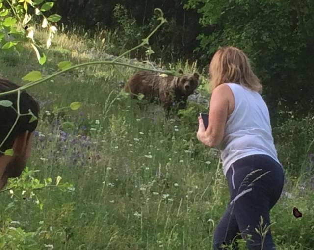 PNALM: MAMMA ORSA INSEGUITA DA ”FOTOGRAFI”, SI PERDONO DUE CUCCIOLI
