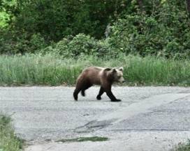 TRE CUCCIOLI DI ORSO A SPASSO NELLE CAMPAGNE DI INTRODACQUA, ”RICERCATI” PER MONITORAGGIO