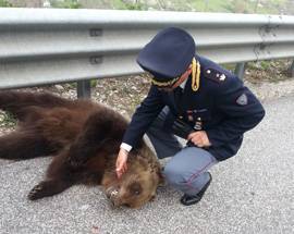 ORSO INVESTITO E UCCISO SULLA A24: ECCO LE FOTO