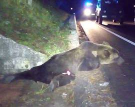 ORSO INVESTITO E UCCISO: LEGAMBIENTE, ”INTERVENIRE SU SICUREZZA STATALE 1”