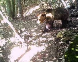 ORSO M49: ”LO ADOTTI IL PARCO NAZIONALE D’ABRUZZO”