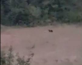 ORSO FA CAPOLINO VICINO LE CASE A SCOPPITO, RIPRESO CON IL TELEFONINO
