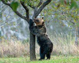 PARCHI: IMPRUDENTE, ”DA SALVIAMO L’ORSO SOLO SPARATE, FATTO MOLTO”