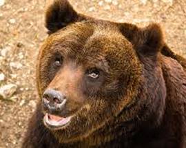 ORSO MARSICANO, WWF METTE IN SICUREZZA TRATTO STRADA MOLISANA