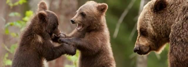 ORSO UCCISO A PETTORANO SUL GIZIO: ”CONDANNATO IMPUTATO, SENTENZA STORICA”