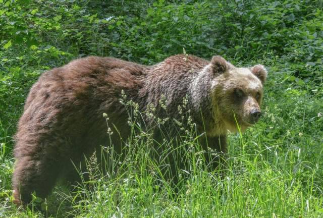MAMMA E FIGLIA TERRORIZZATE DA ORSO, SI BARRICANO IN CASA A ORTUCCHIO