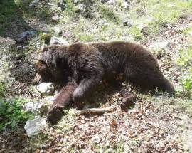 PARCO NAZIONALE ABRUZZO: MORTO ORSO, FORSE LOTTA PER ACCOPPIAMENTO