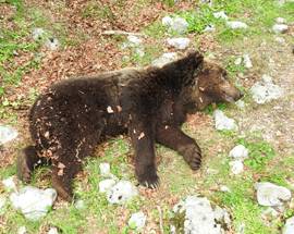 PARCO NAZIONALE: AUTOPSIA CONFERMA, ORSO MORTO PER COMBATTIMENTO