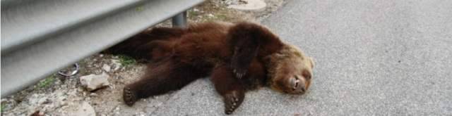 ANIMALI SELVATICI SULLE CARREGGIATE DELL’AUTOSTRADA, ”SERVE LEGGE REGIONALE”