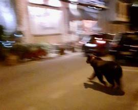 ORSO A PASSEGGIO A SCANNO, ”SIAMO ABITUATI, STAVA PER ENTRARE IN GELATERIA”